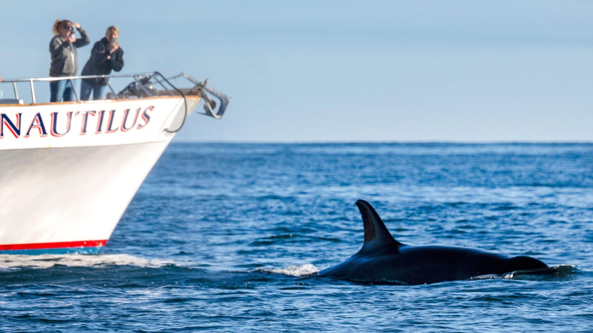 Orcas are sinking yachts off the coast of Morocco