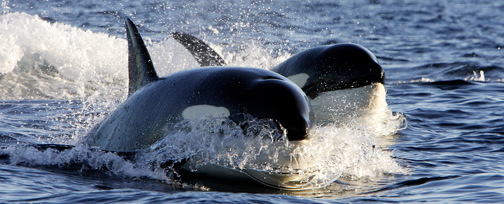 Orcas Strike Again, Sinking Yacht in Strait of Gibraltar