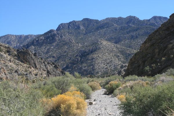 Hidden Forest Trail in Las Vegas, Nevada