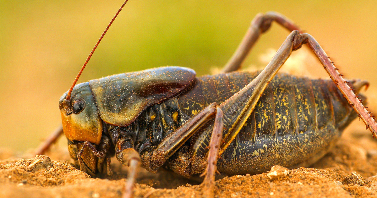 Mormon cricket 'sludge' causes crashes in Nevada