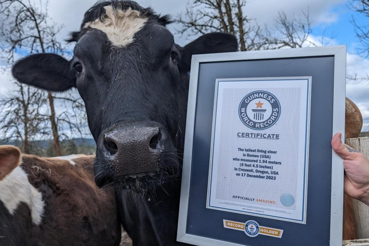 6-foot, 4-inch steer officially the tallest in the world