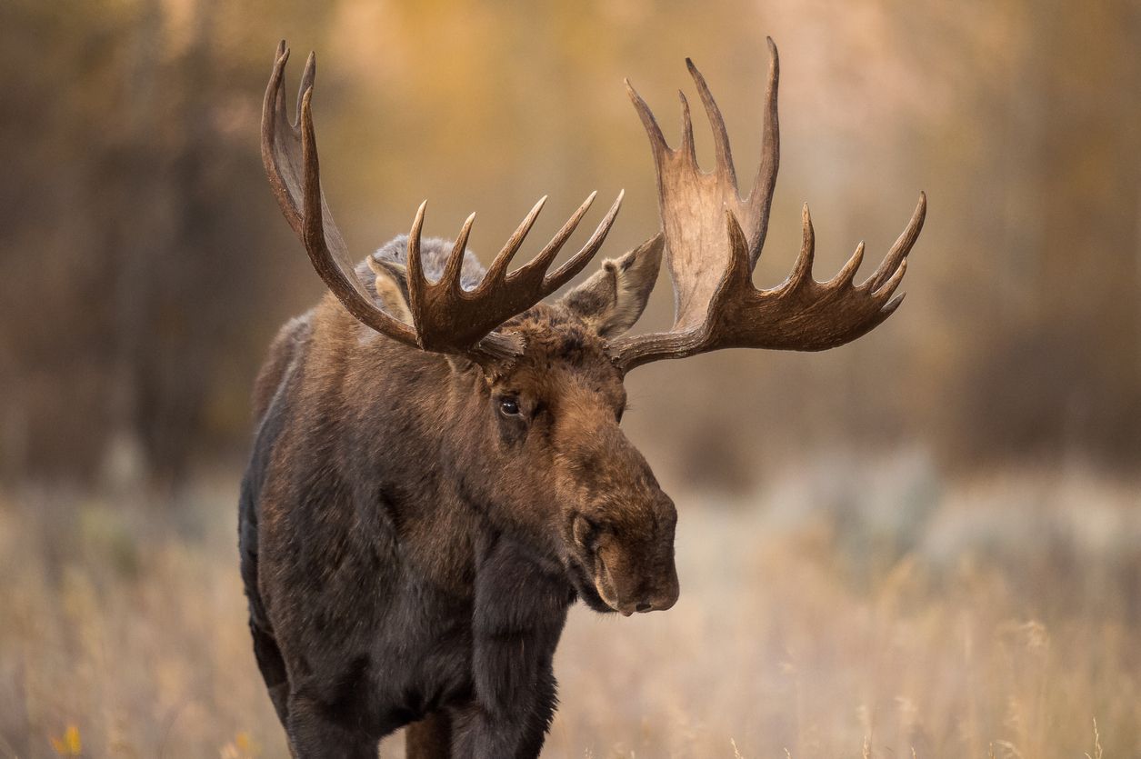 Man killed by moose while taking pictures of newborn calves