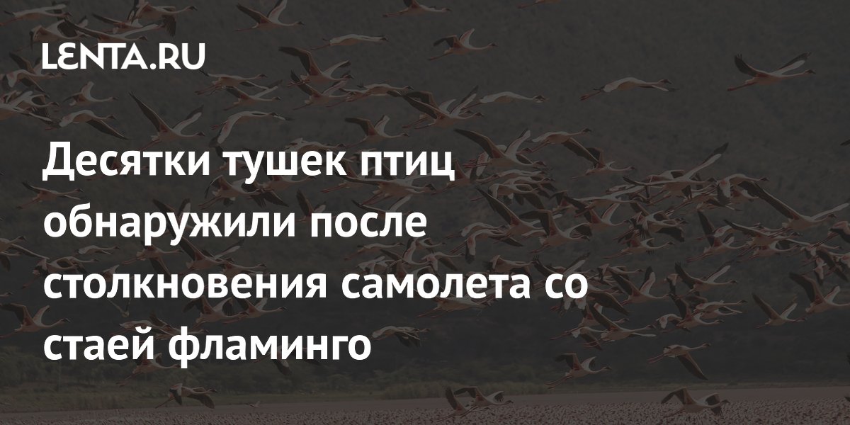 Десятки тушек птиц обнаружили после столкновения самолета со стаей фламинго