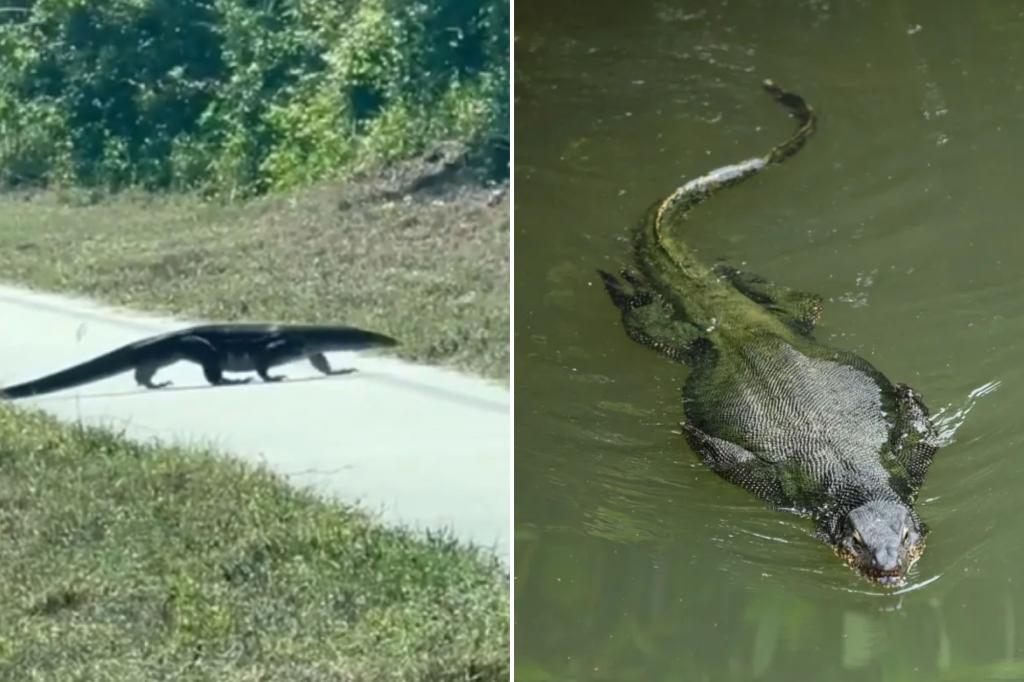 I thought a Florida alligator was walking near me and my daughter on the road - what it actually was shocked me