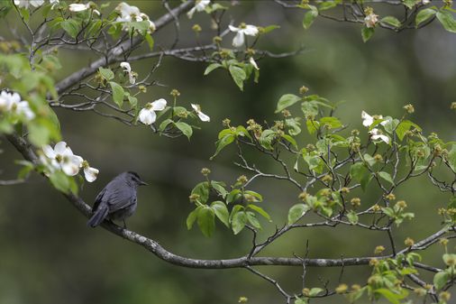 Bird watching in New Hampshire? There’s a new resource for that.