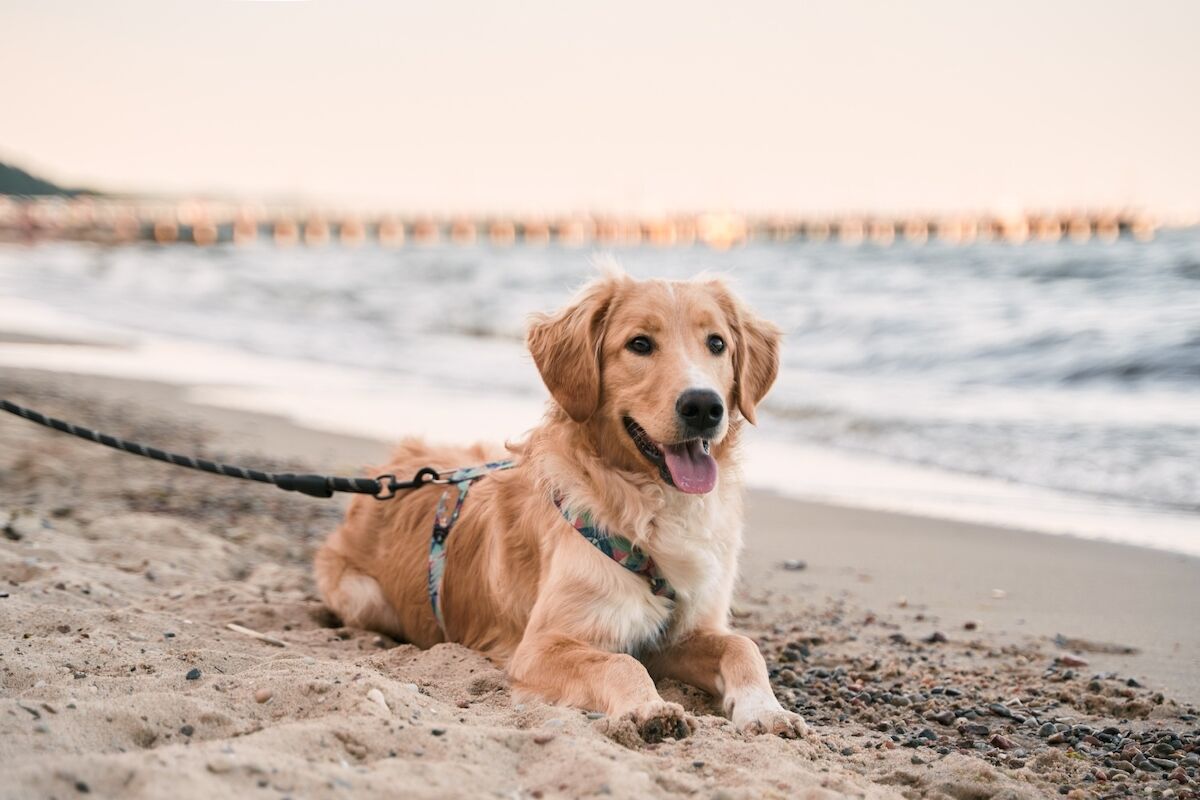 The Most Dog-Friendly States for People Who Love to Take Their Pup Outdoors