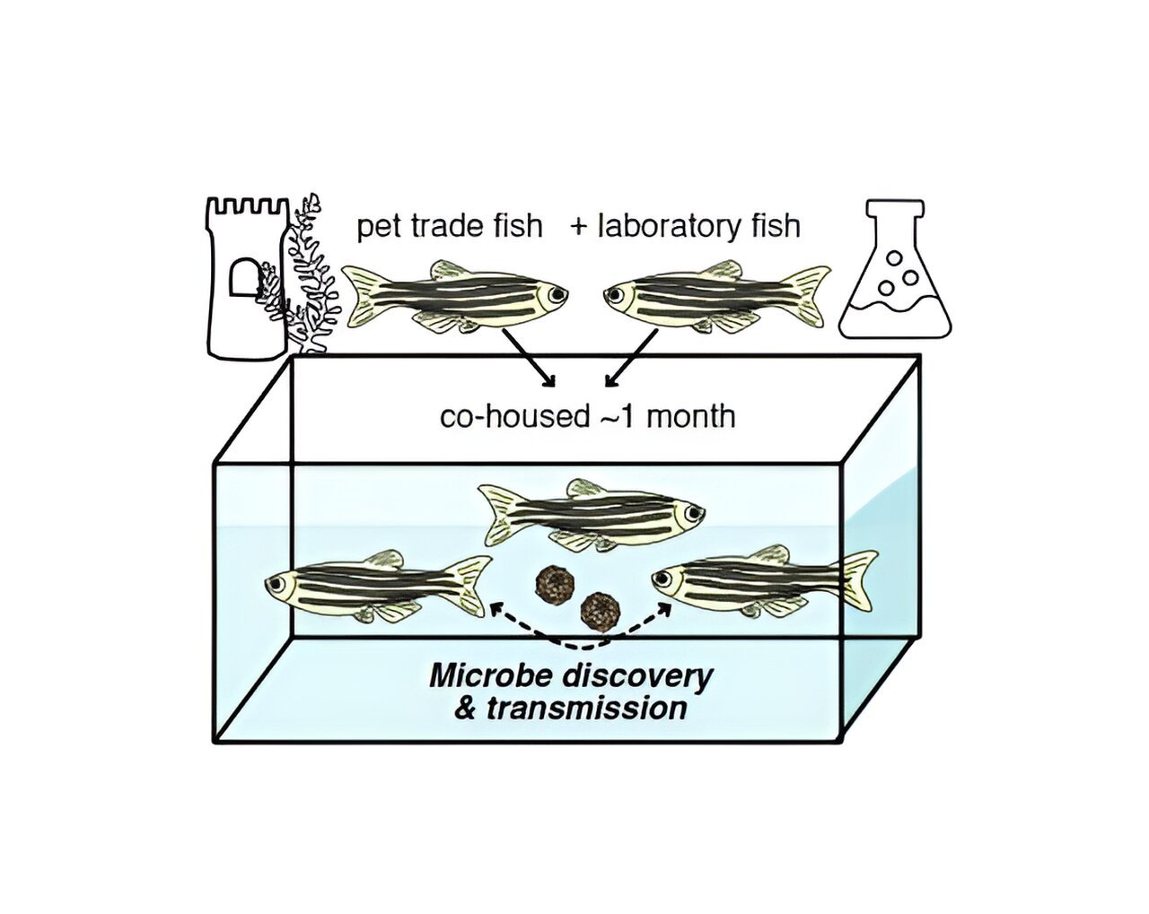 Novel virus identified in zebrafish from the pet trade causes disease in laboratory fish