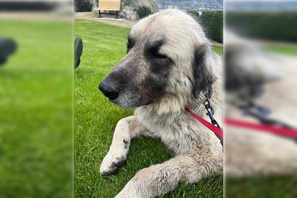 Over the hills and 100 km away, dog ‘flees’ U.S. and is captured in Penticton