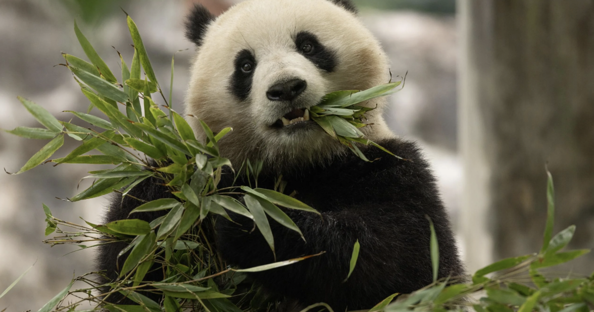 2 new giant pandas are returning to Washington's National Zoo from China