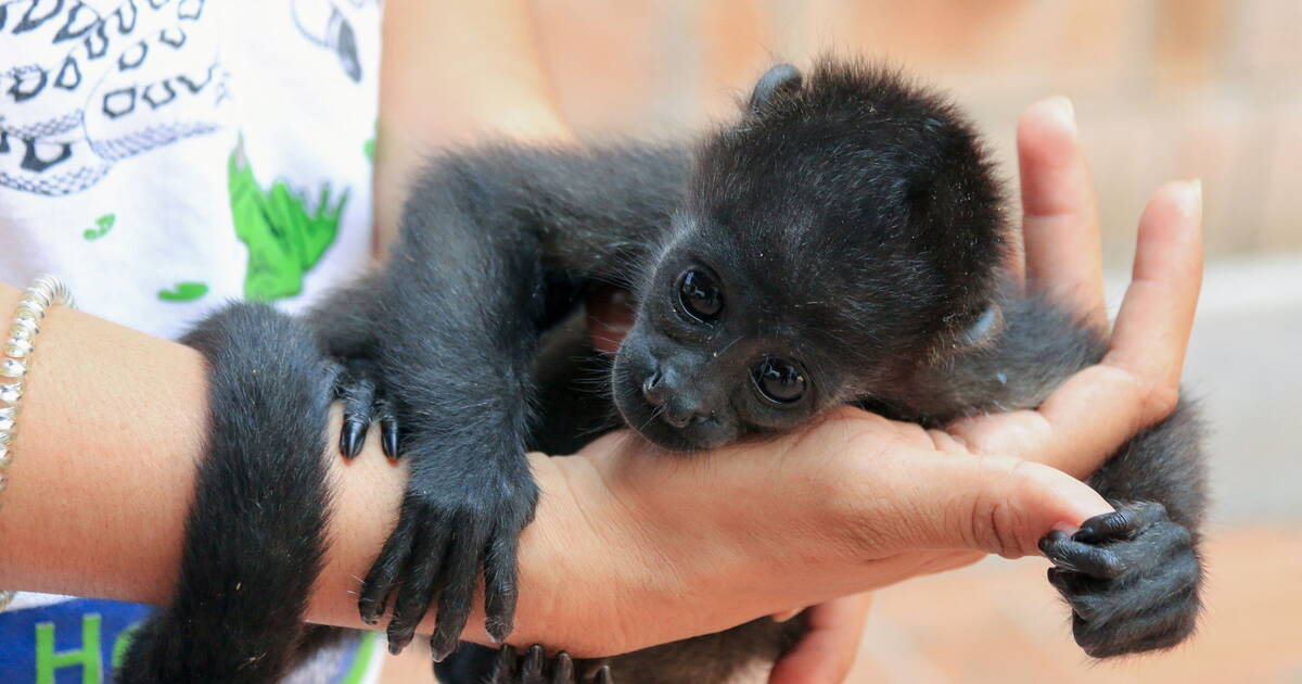 Au Mexique, des singes hurleurs tombent «comme des pommes» et meurent à cause de la canicule.