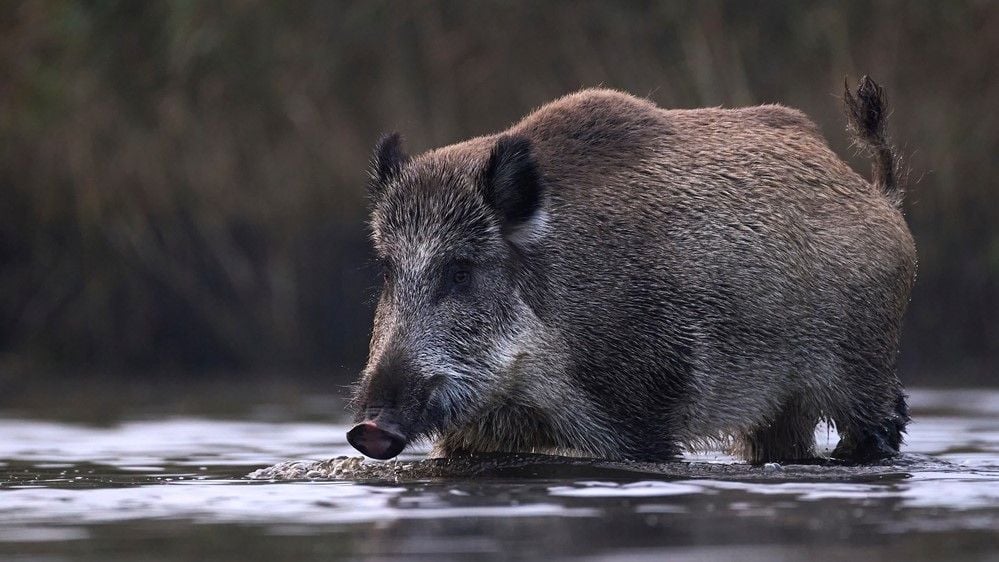 Canadian 'super pigs' are likely to invade northern US, study warns