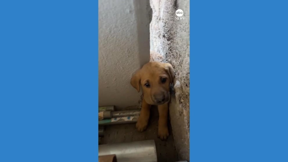 WATCH: Man rescues puppy stuck between walls