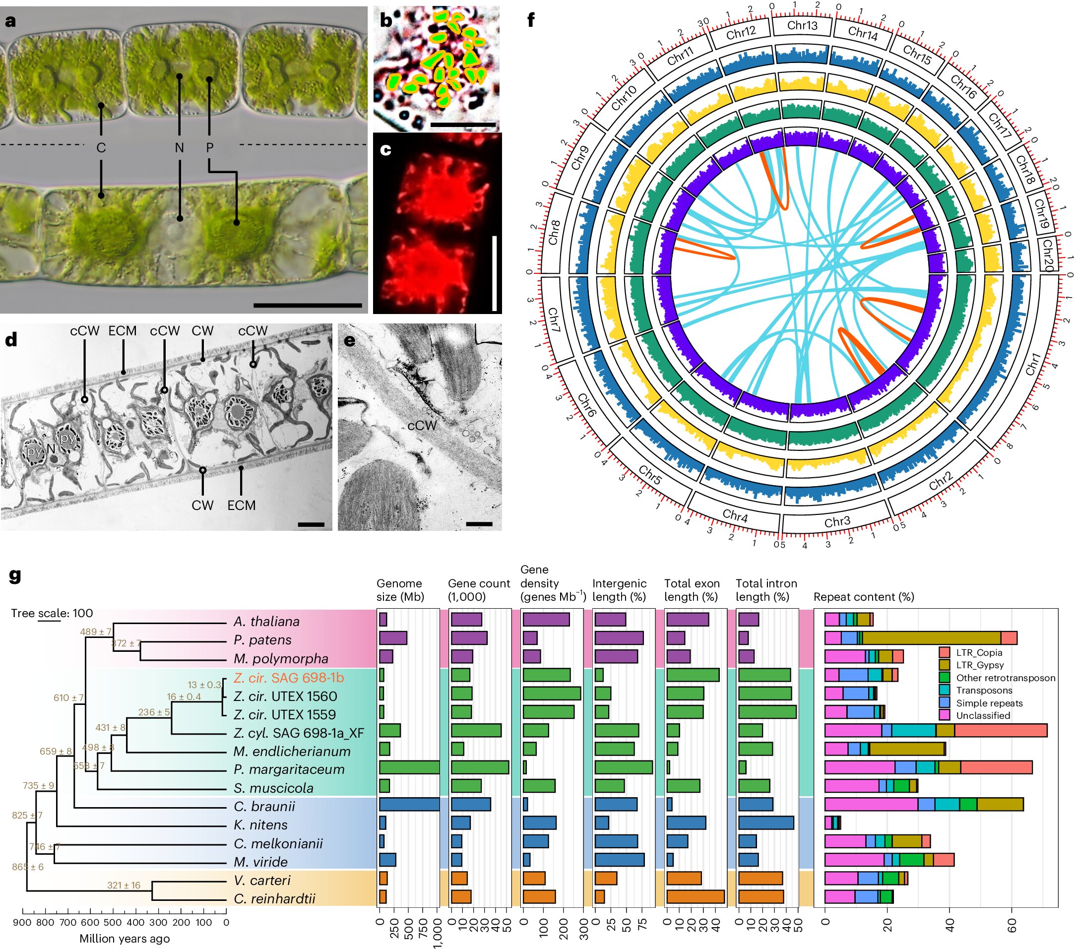 International team cracks genomic code for earliest forms of terrestrial plant life