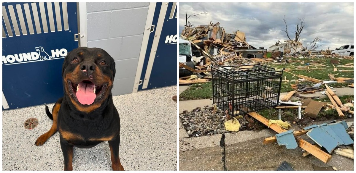 Tornado spazza via la sua casa e lo fa volare per quattro isolati: il cane Zeus ritrovato miracolosamente vivo. “Per quello che ha passato, è stato davvero fortunato”