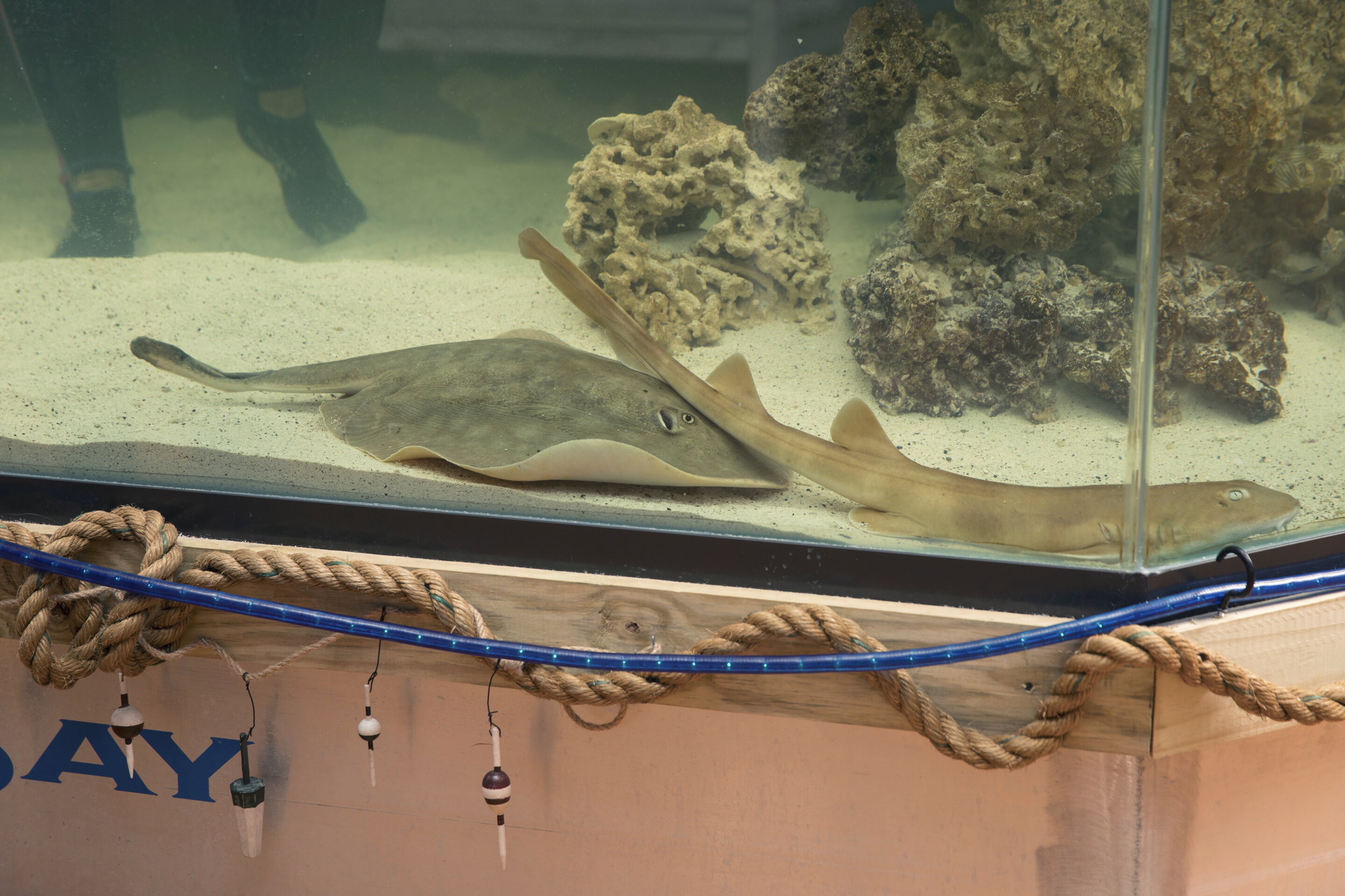 A pregnant stingray with no male companion now has a 'reproductive disease,' aquarium says