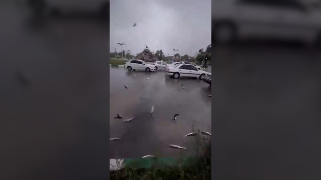 Lluvia de peces en Irán: ¿cómo se produce este extraño fenómeno?