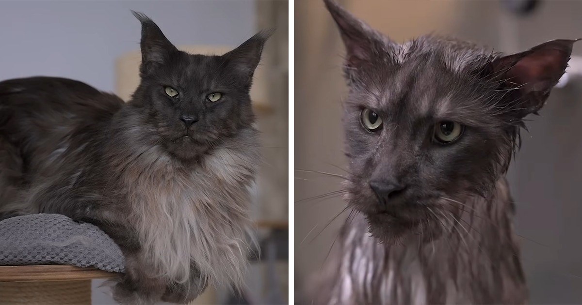 Distinguished Maine Coon Cat Gets A Bath And Turns Into An Adorable Derp (Video)