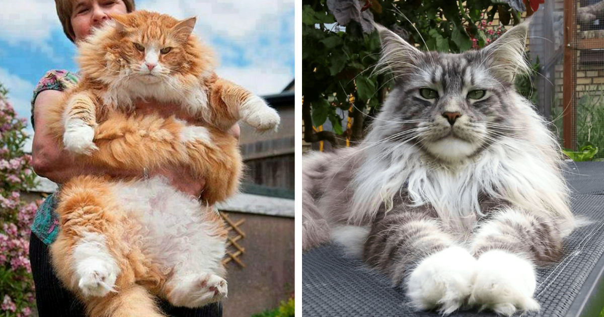 28 Meowrvelously Majestic Cats That Recognize Their Regality as Rulers of all Things Chonky and Floofy