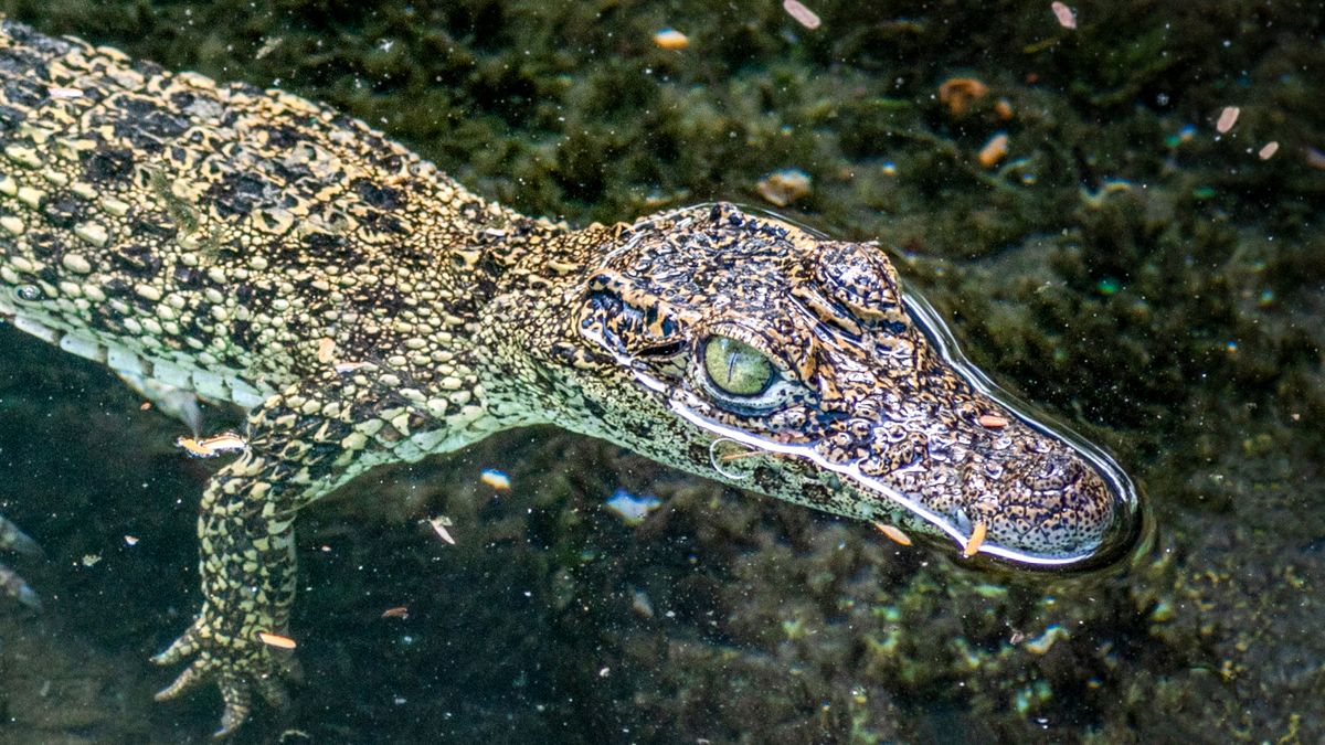 Feral cats ate critically endangered baby crocodiles in Cuba, study suggests