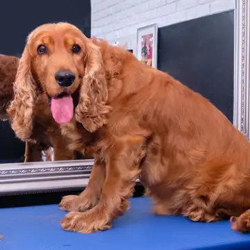 Cocker spaniel hilariously protests at being told he needs a haircut