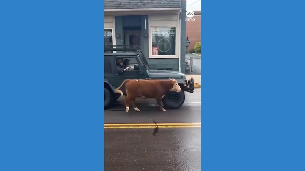 WATCH: Escaped cow proves tricky to lasso on busy street