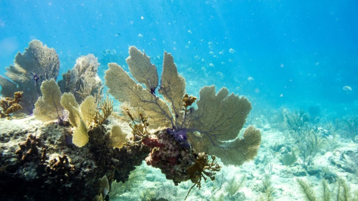 Global coral bleaching event expanding to new countries: Scientists