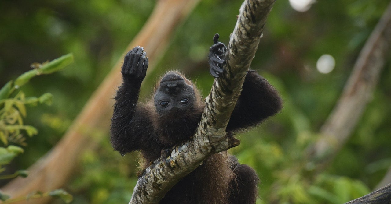 Mexico Is So Hot, Monkeys Are Falling to Their Death From Trees