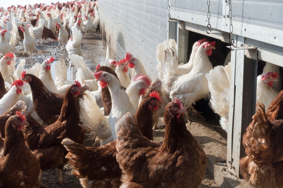 Labor Department investigating Alabama poultry plant for employing minors