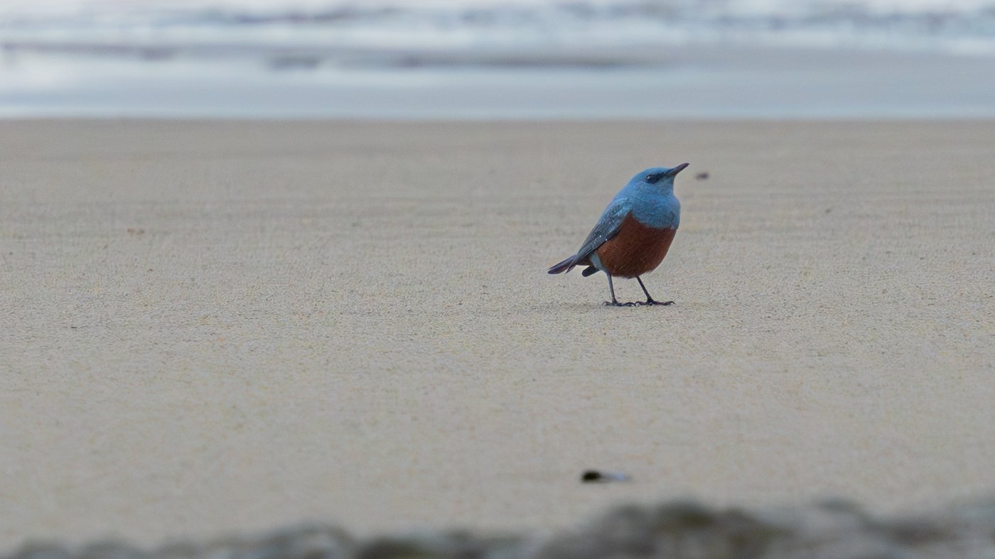 Hobbyist photographer snaps photo of extremely rare bird in 1st U.S. sighting