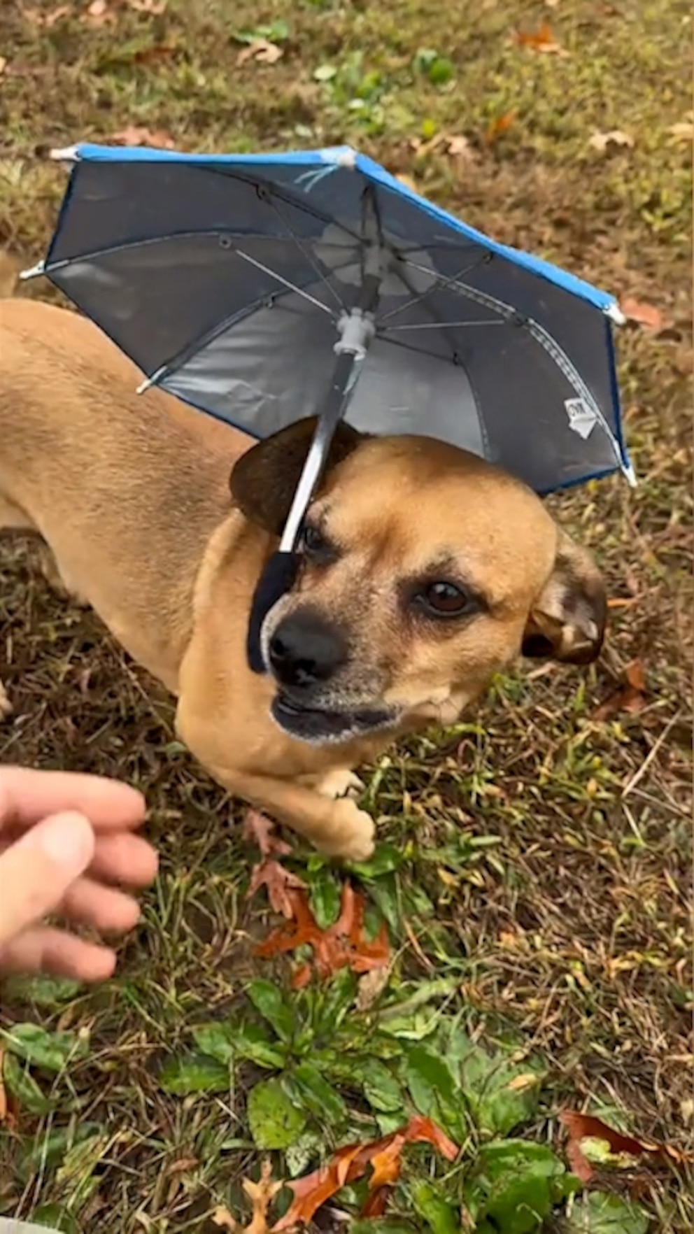 WATCH: Pup holds mini umbrella in the rain