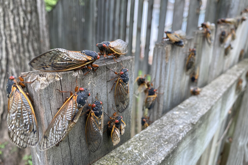 Estados Unidos se prepara para la invasión de unas criaturas en un evento que nadie había visto desde 1803