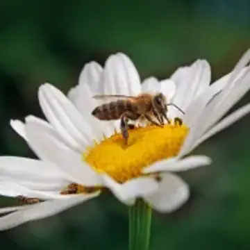 Vermont governor stings bee supporters by vetoing ban on widely used pesticide