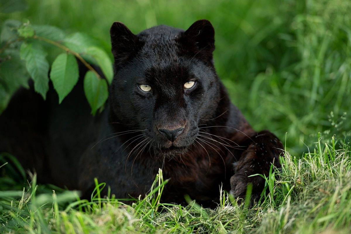 DNA confirms there IS a big cat roaming the British countryside