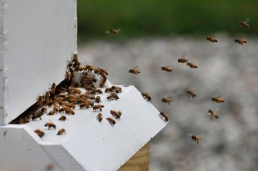 N.H. beekeepers battle Varroa destructor mite