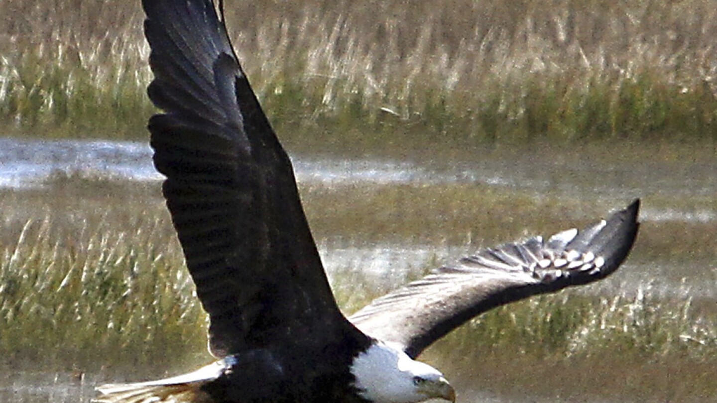 New Jersey plans to drop the bald eagle from its endangered species list