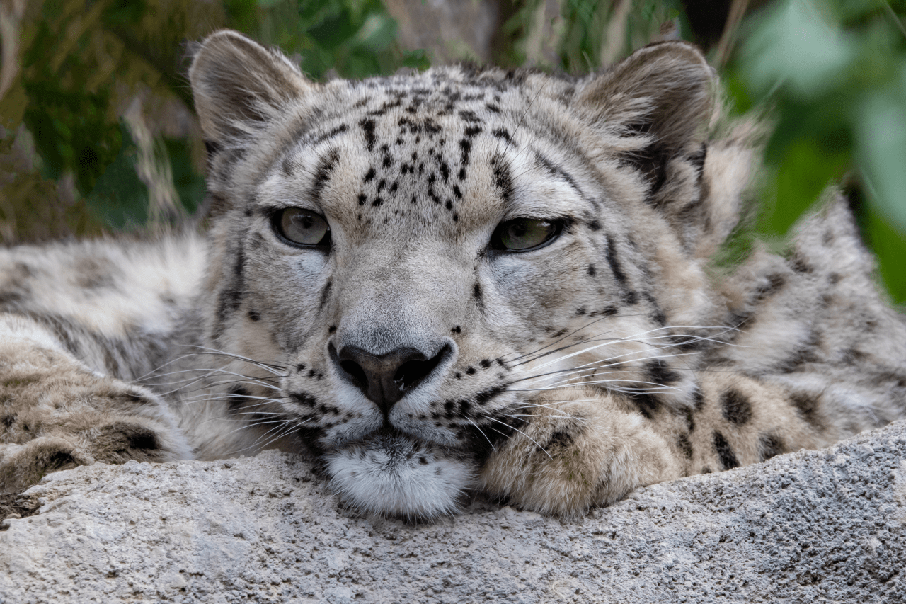 Utah snow leopard expecting her first cub at Hogle Zoo