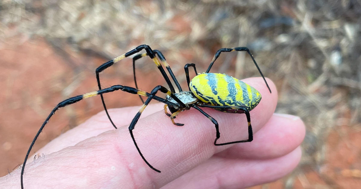 Giant venomous flying spiders with 4-inch legs heading to New York area as they spread across East Coast