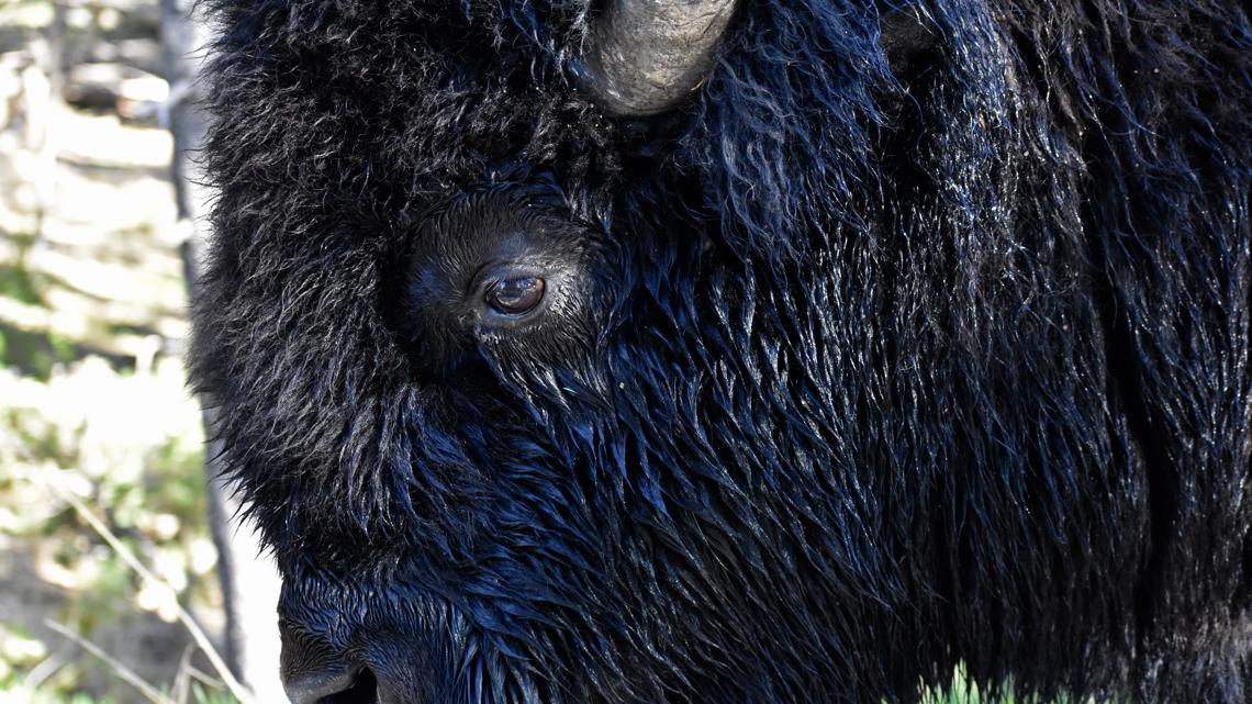 South Carolina woman gored by bison in Yellowstone