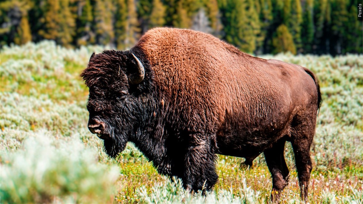 83-year-old South Carolina woman gored by bison in Yellowstone National Park suffers serious injuries