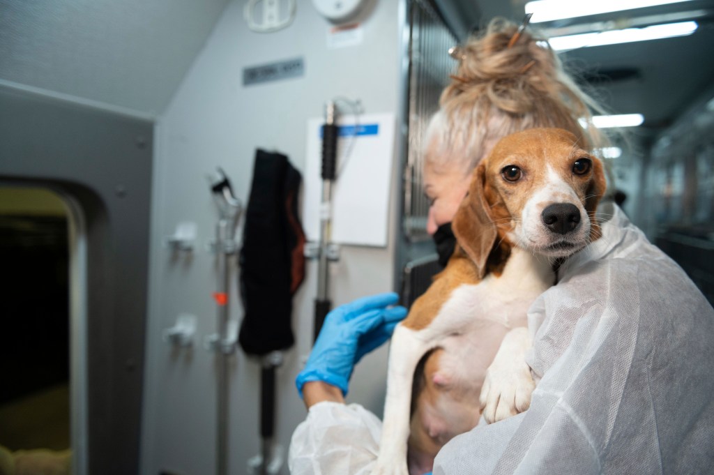 Company that bred beagles for research ordered to pay $35M fine