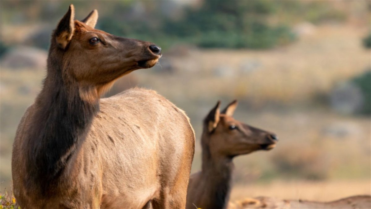 CPW urges Estes Park visitors to stay aware of surroundings following second attack by cow elk