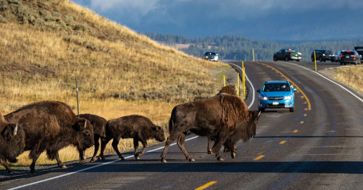 83-Year-Old Woman Seriously Injured After Goring by Bison at Yellowstone National Park
