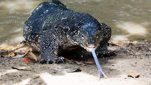 Woman Spots 5-Foot-Long Monster Lizard While Driving