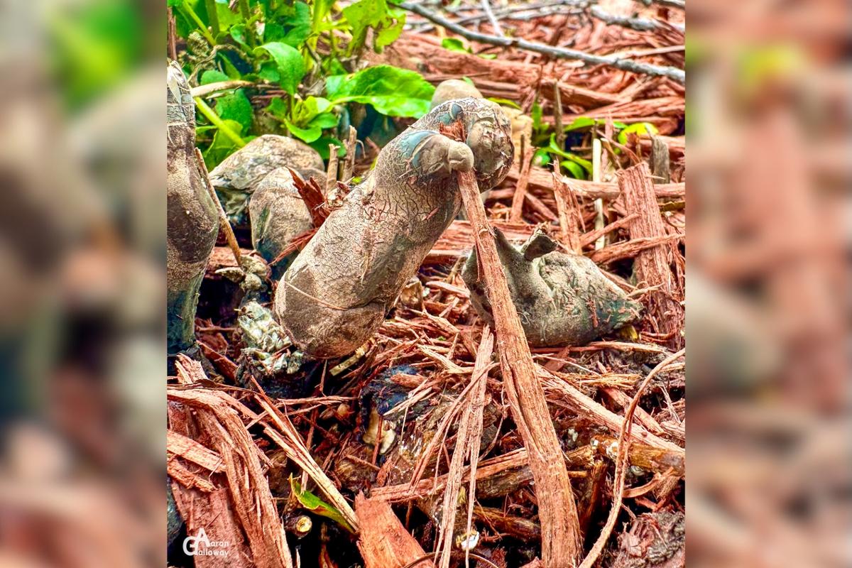 Creepy Dead Man's Fingers Found Lurking in Minnesota Backyard