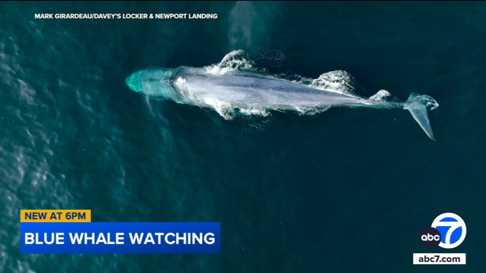 There's been a rise in whale sightings off the Southern California coast recently. Here's why