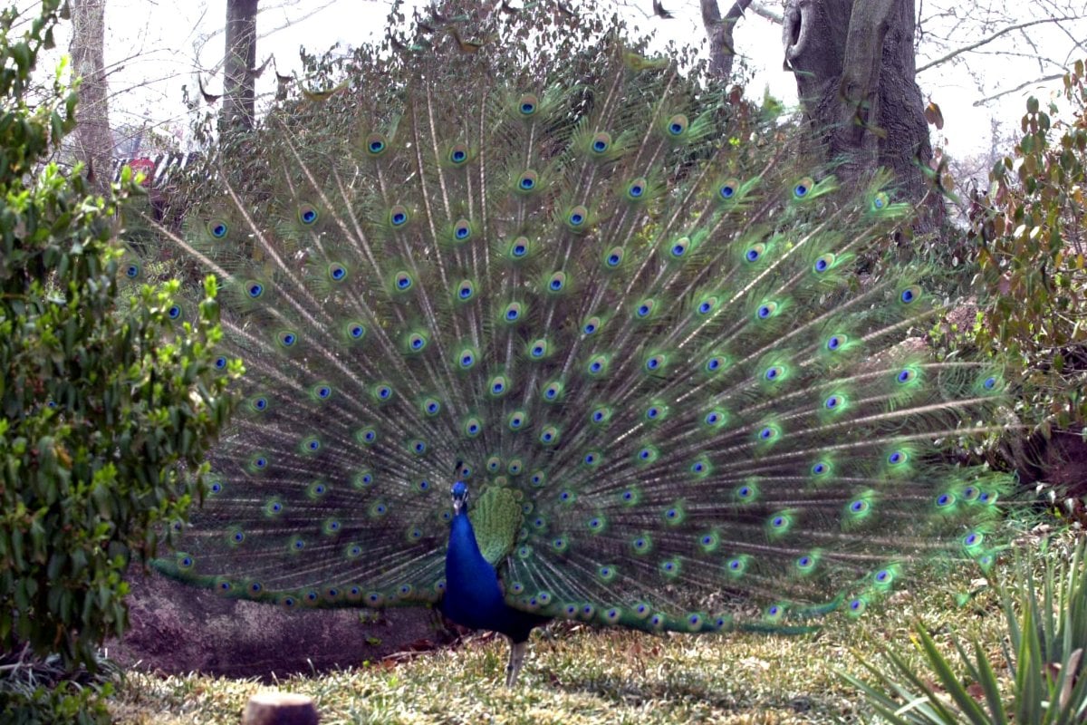 Peacock evades animal control officers in Michigan