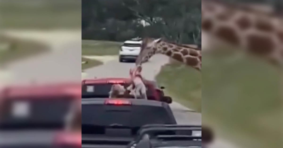 Giraffe hoists 2-year-old into the air at drive-thru safari park: "My heart stopped"