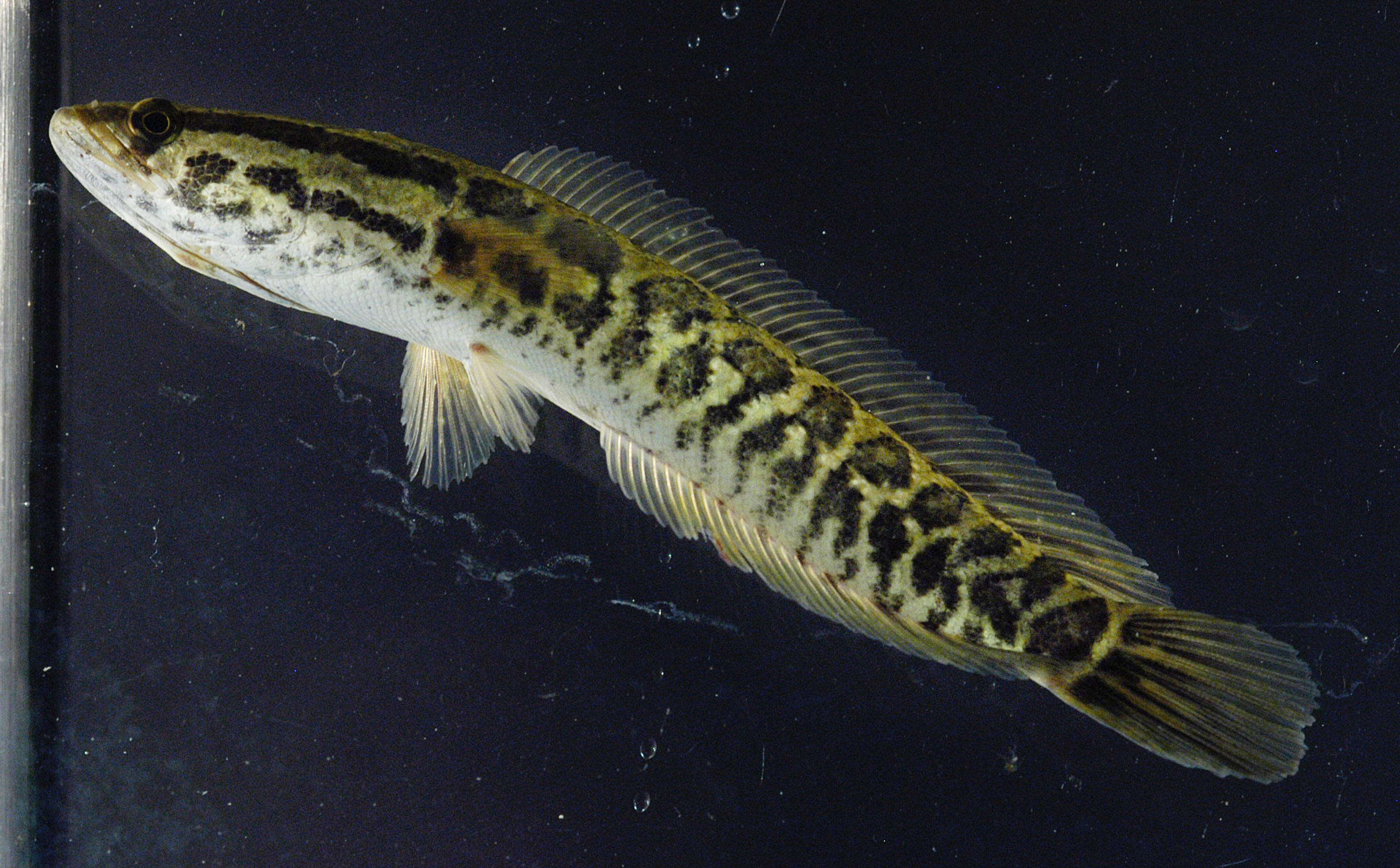 Invasive Land-Slithering Fish Suddenly Found in Missouri