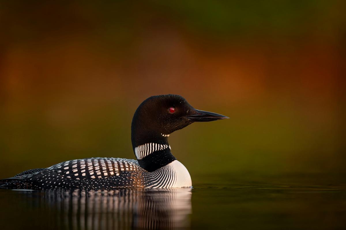 Loons Keep Coming Back To This Man-Made Minnesota Nest