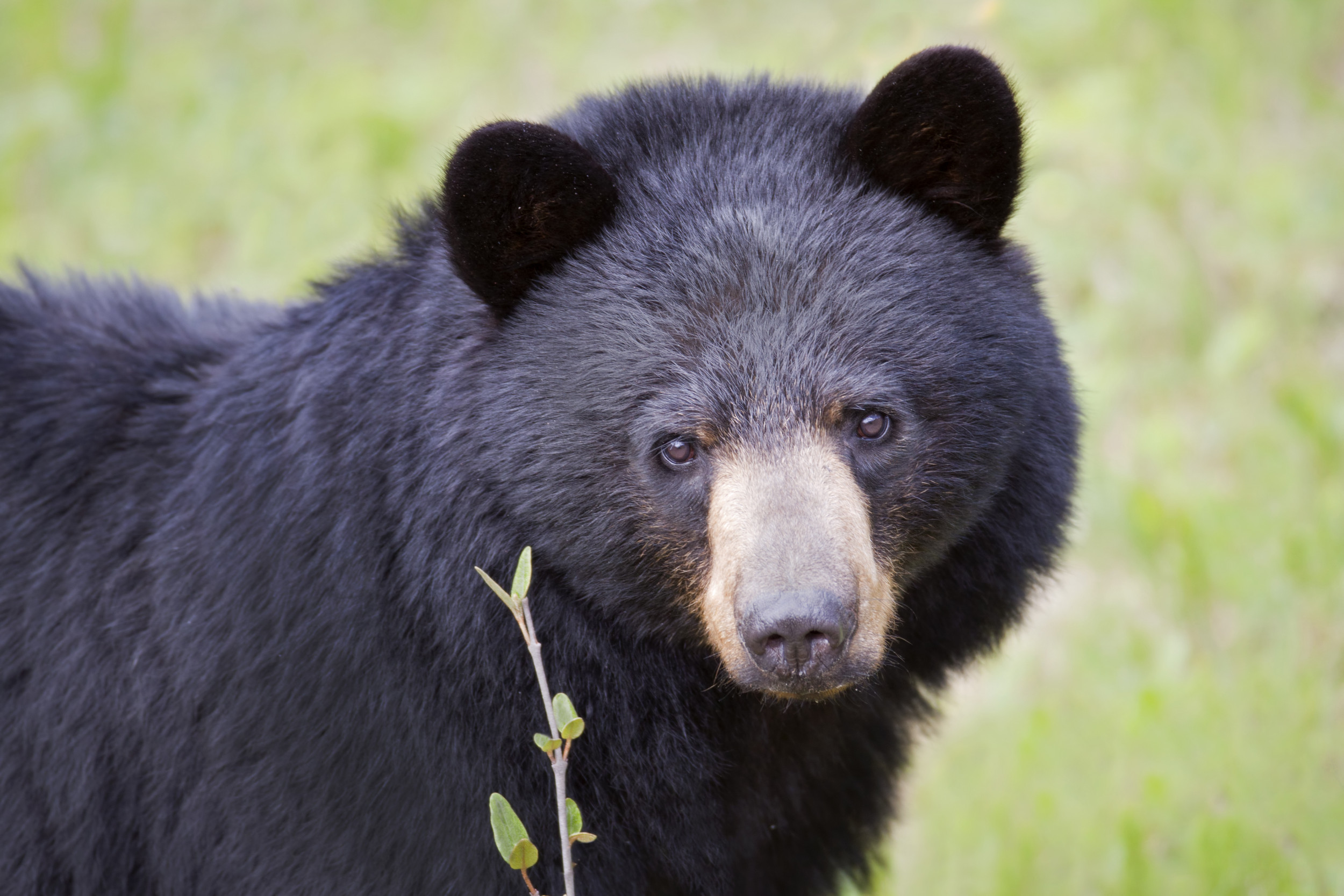 First Black Bear Killing of Human Confirmed in California